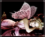   Anastassie_