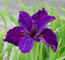   Iris 2011