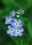   Forgetmenots