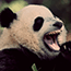   Panda doux