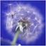   fairy2515