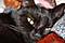 Bastet81