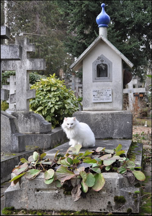 кошка в Сент-Женевьев-де-Буа